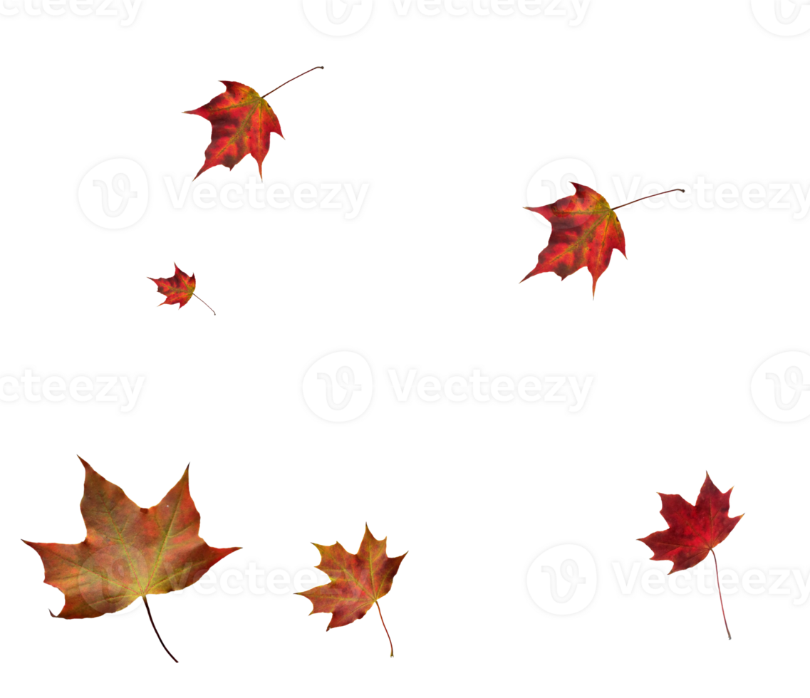 Digital paper with maple leaves. png