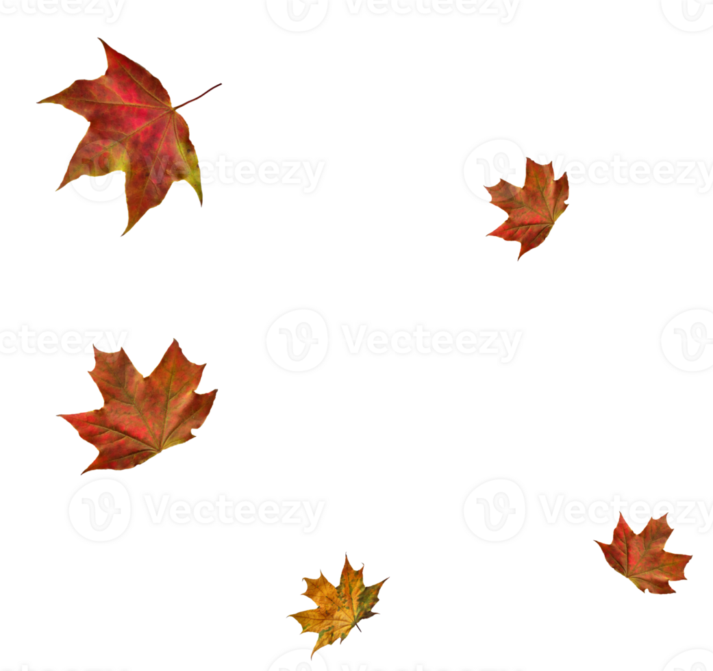 Digital paper with flying maple leaves. png