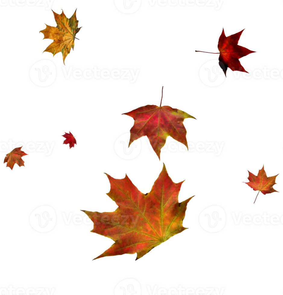 Digital paper with maple leaves. png