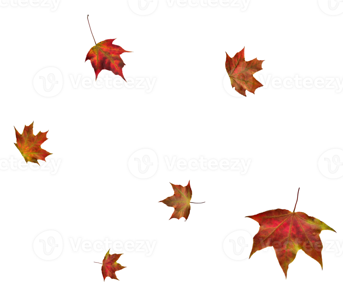 Digital paper with maple leaves. png