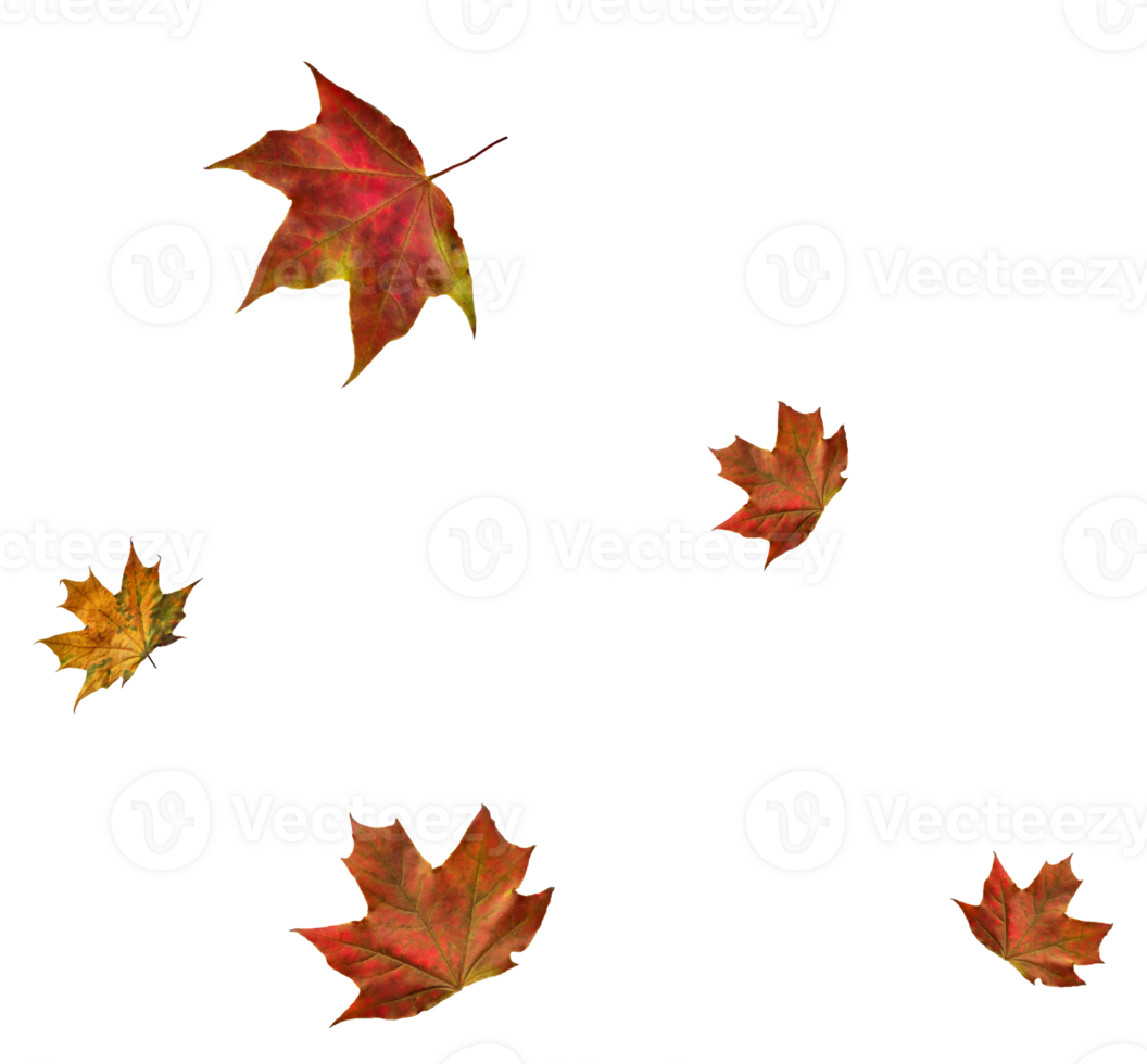 Digital paper with maple leaves. png