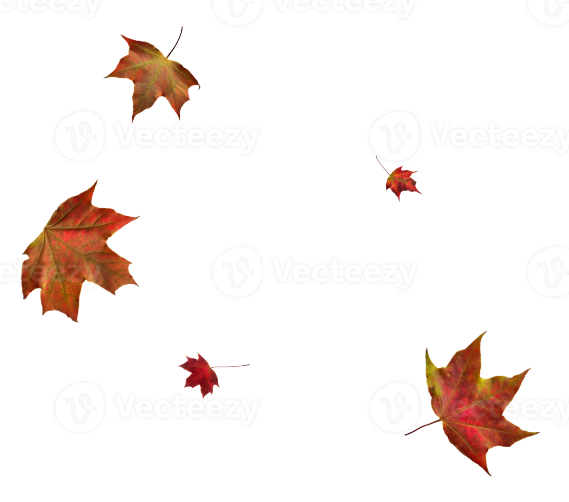 Digital paper with maple leaves. png