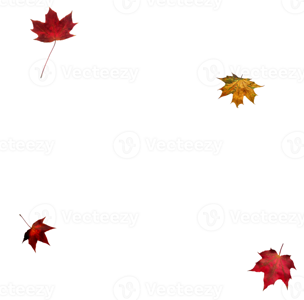Digital paper with maple leaves. png