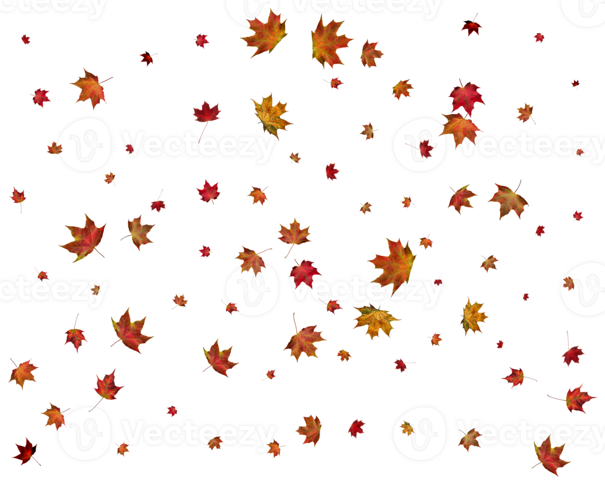 Beautiful autumn maple leaves. png