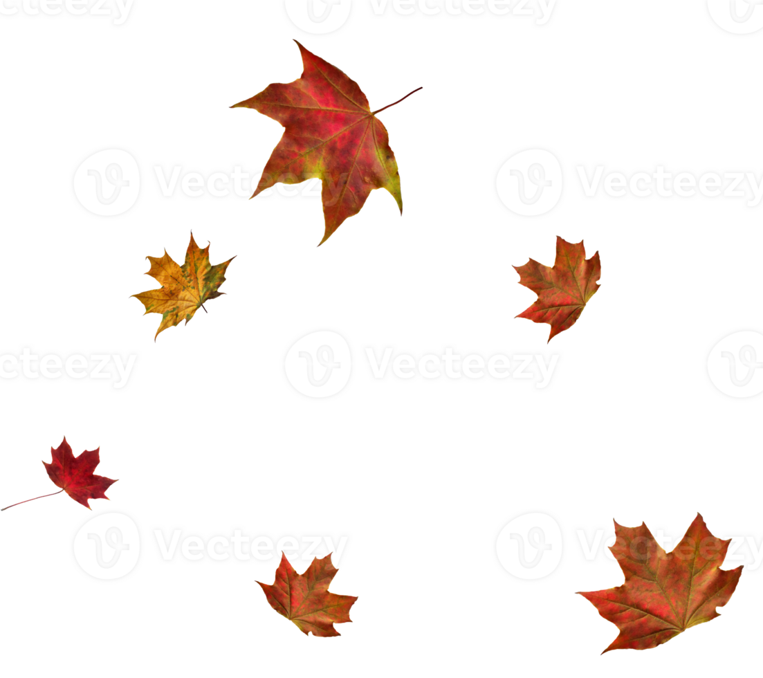 Digital paper with flying maple leaves. png