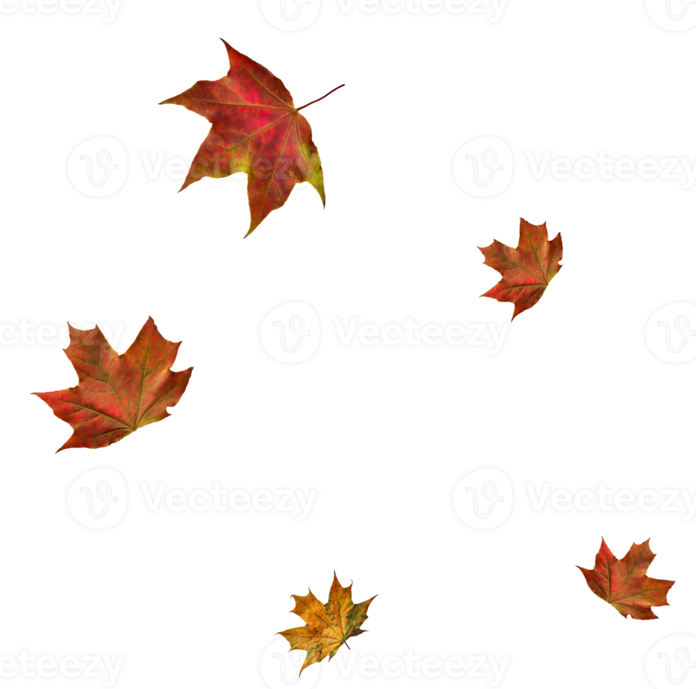 Digital paper with maple leaves. png