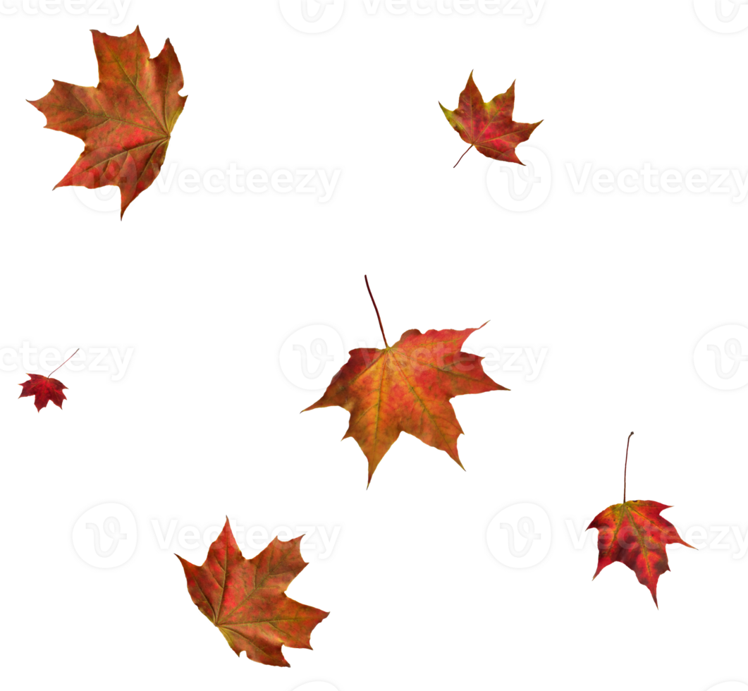 Digital paper with maple leaves. png