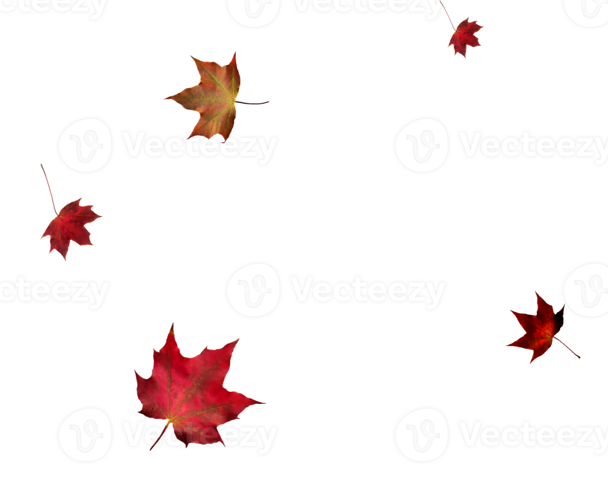 Digital paper with maple leaves. png
