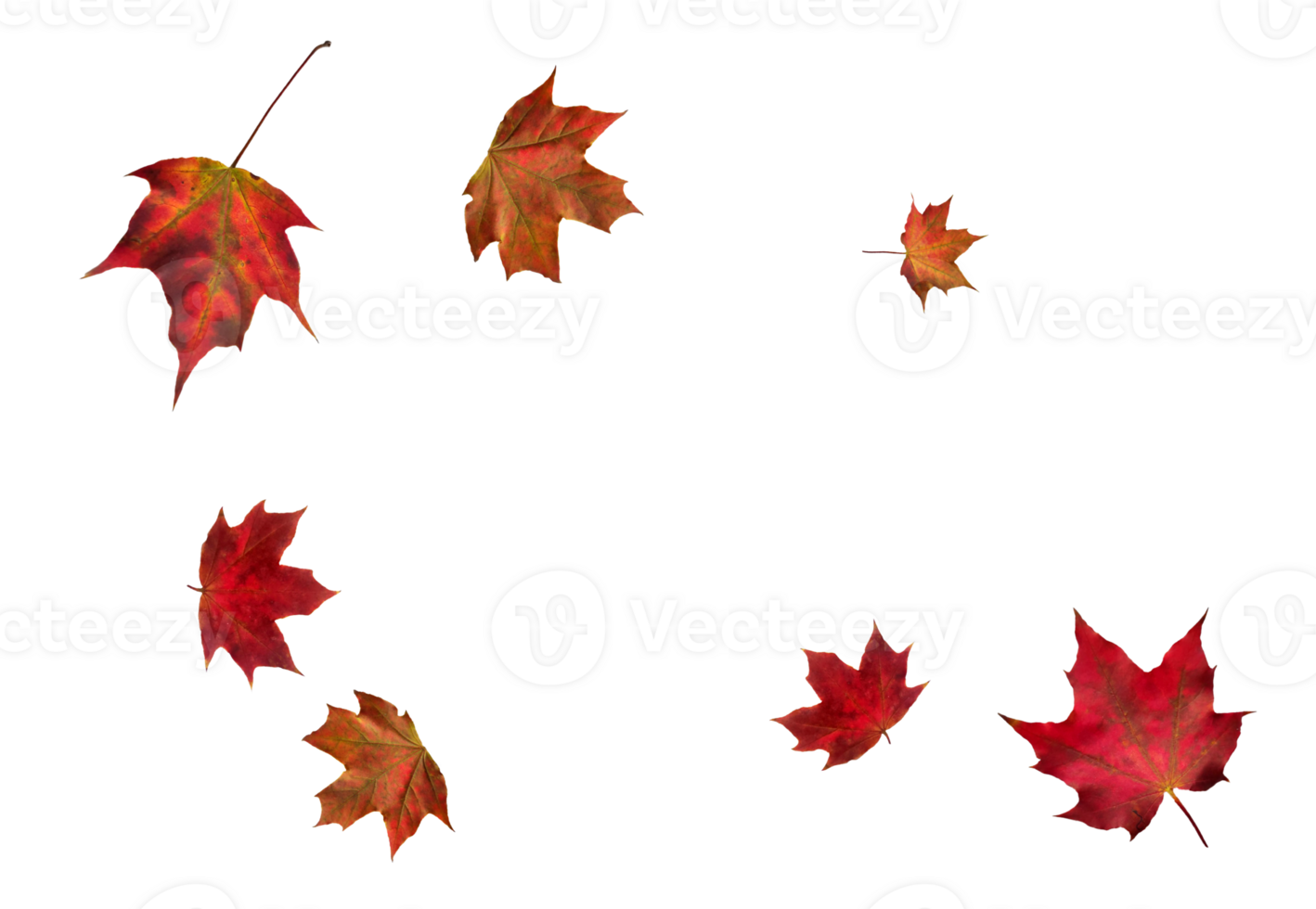 Digital paper with flying maple leaves. png