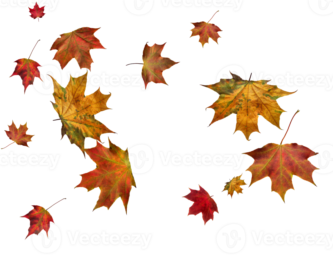 Digital paper with autumn maple leaves. png
