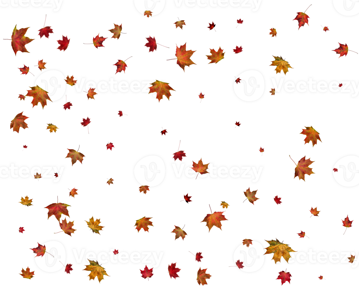 Beautiful autumn maple leaves. png