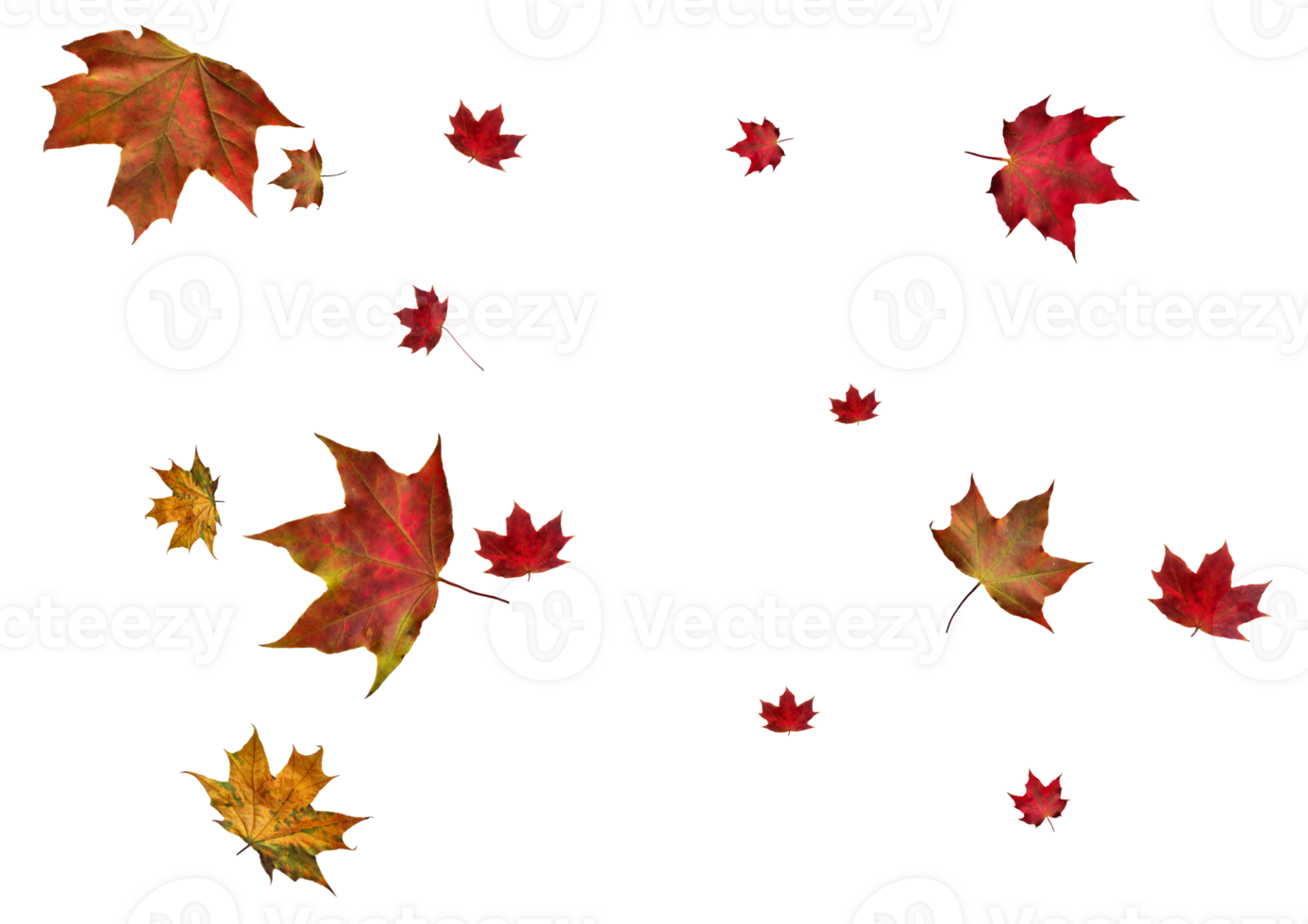 Digital paper with autumn maple leaves. png