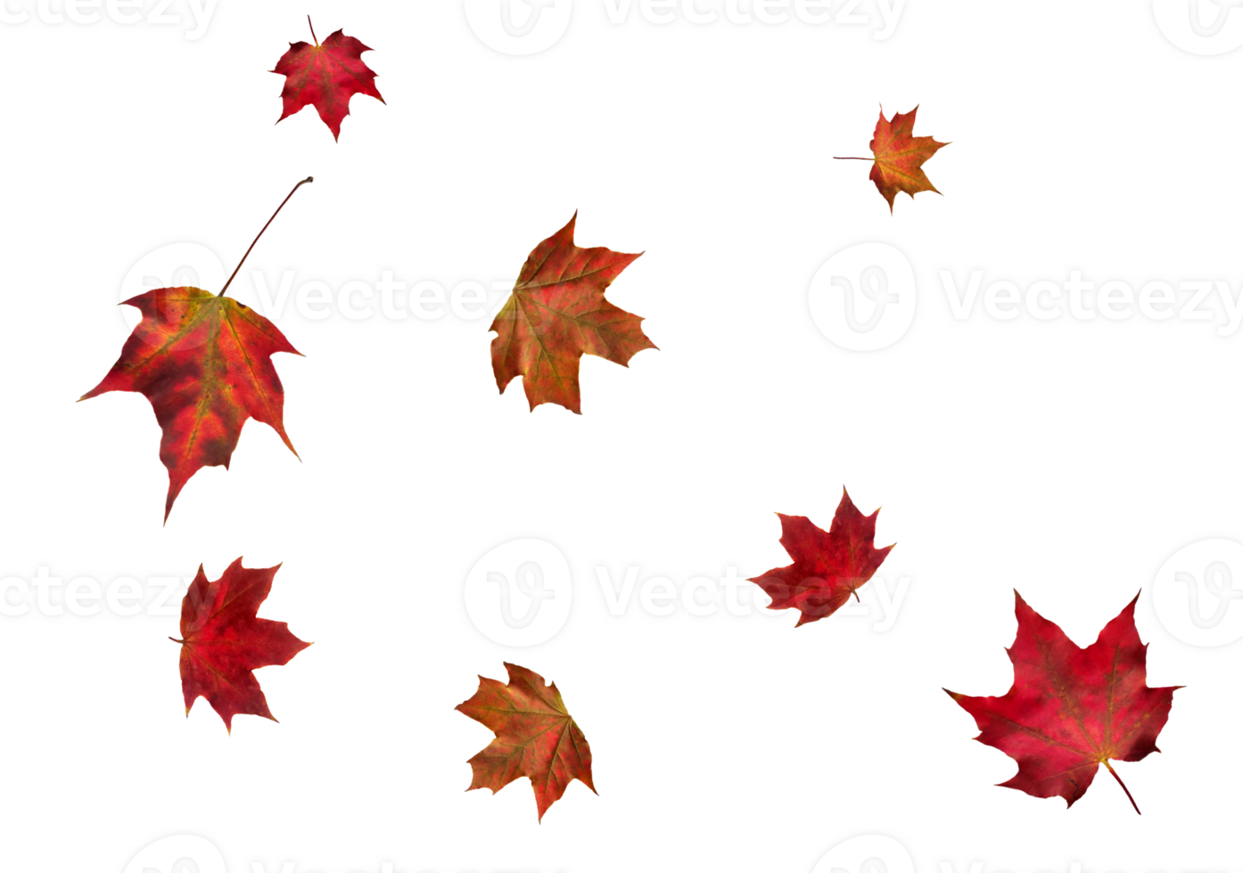Digital paper with maple leaves. png