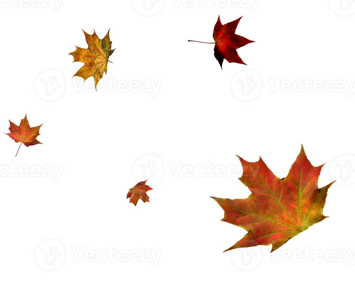 Digital paper with flying maple leaves. png