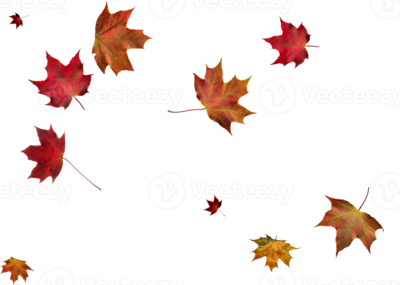Digital paper with autumn maple leaves. png