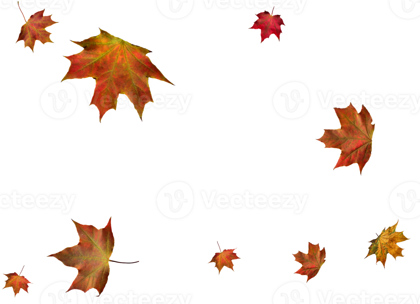 Digital paper with autumn maple leaves. png