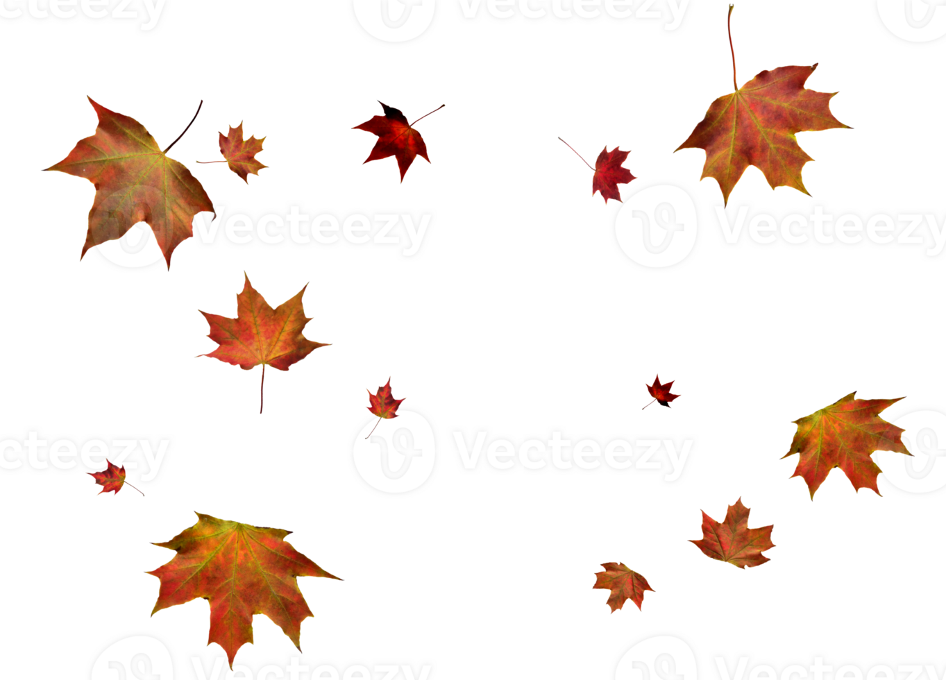 Digital paper with autumn maple leaves. png
