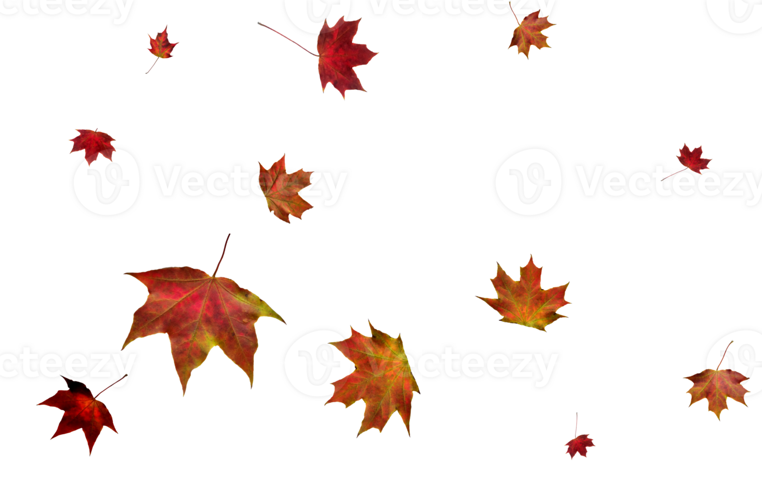 Digital paper with autumn maple leaves. png