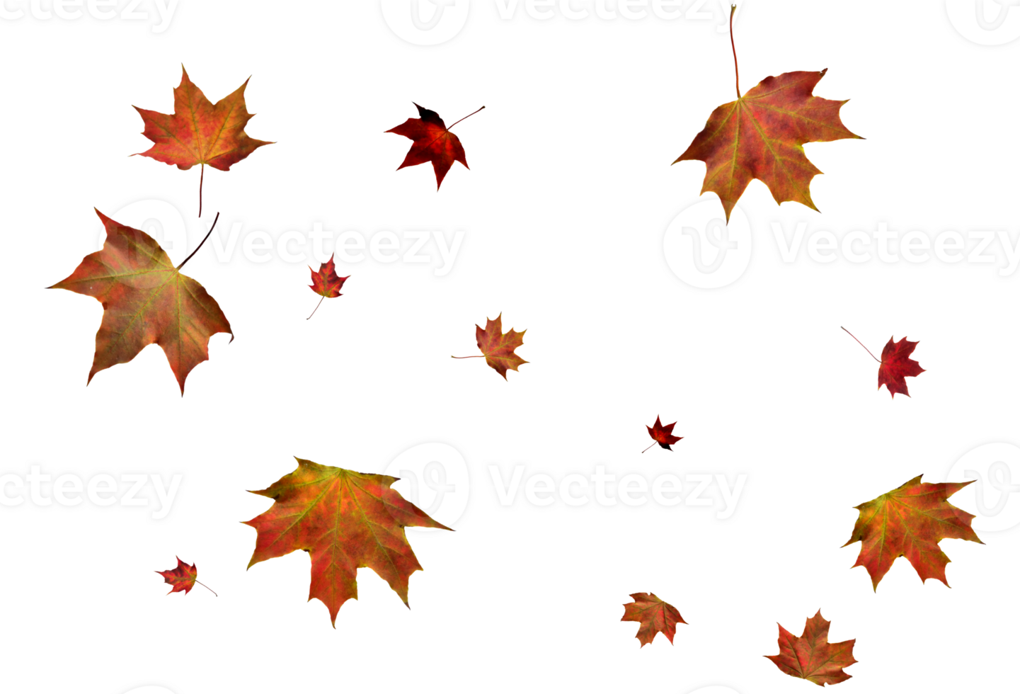 Digital paper with autumn maple leaves. png