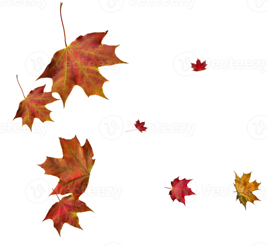 Digital paper with flying maple leaves. png