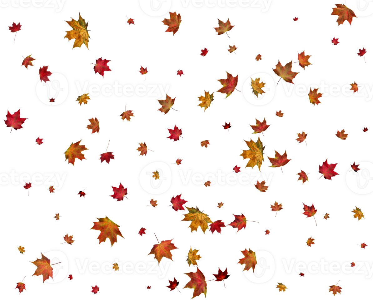 Beautiful autumn maple leaves. png