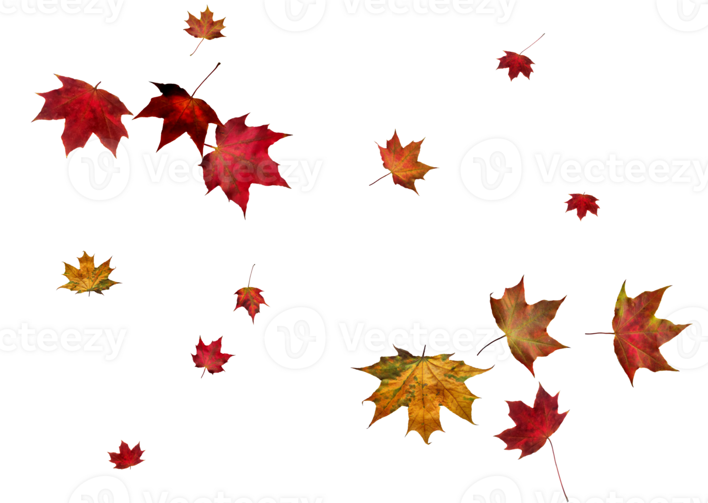 Digital paper with autumn maple leaves. png