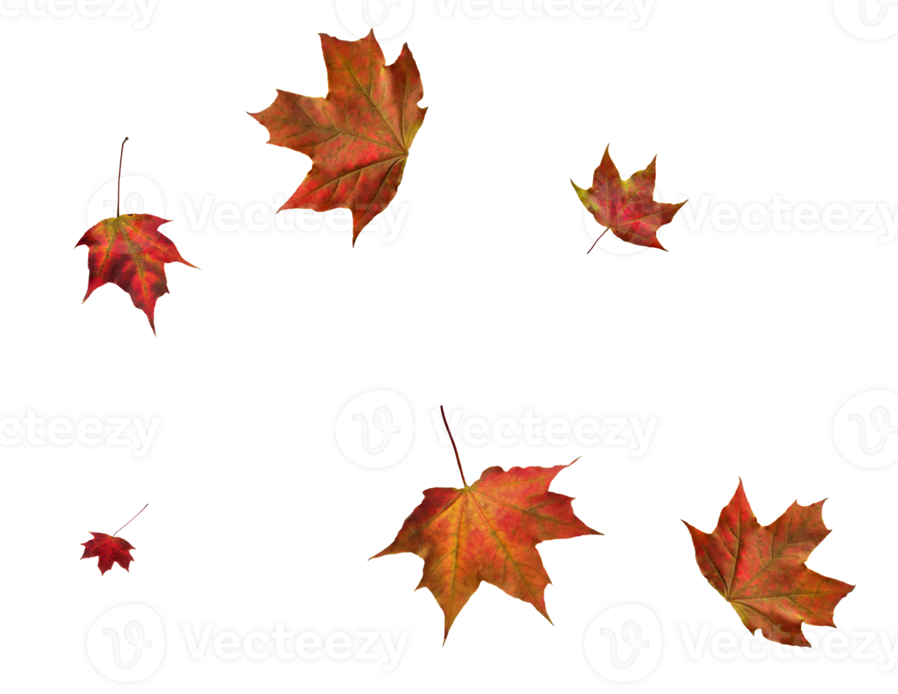 Digital paper with maple leaves. png