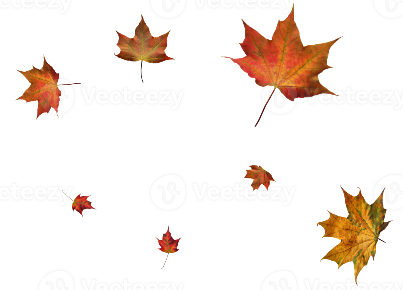 Digital paper with maple leaves. png