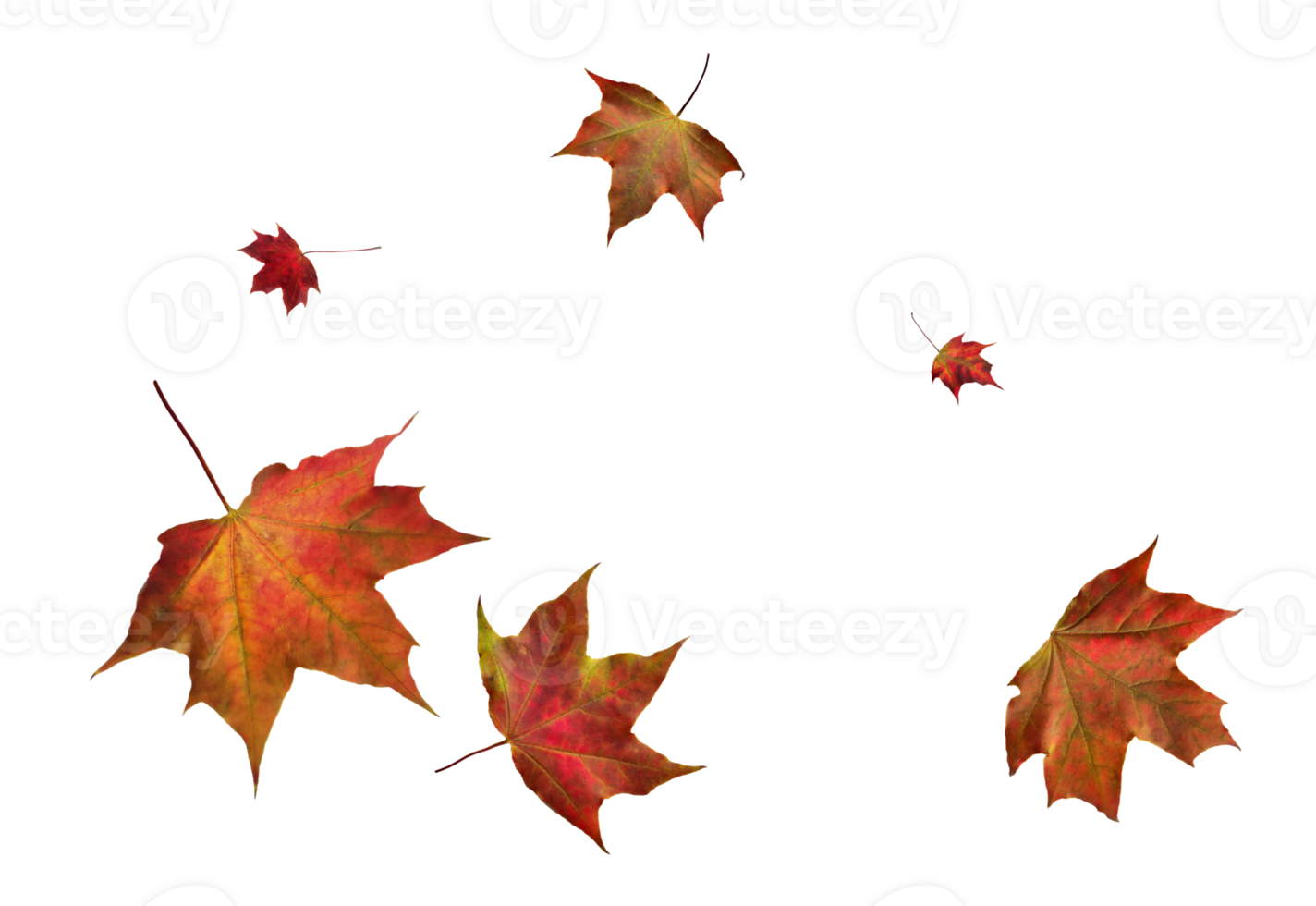 Digital paper with autumn maple leaves. png