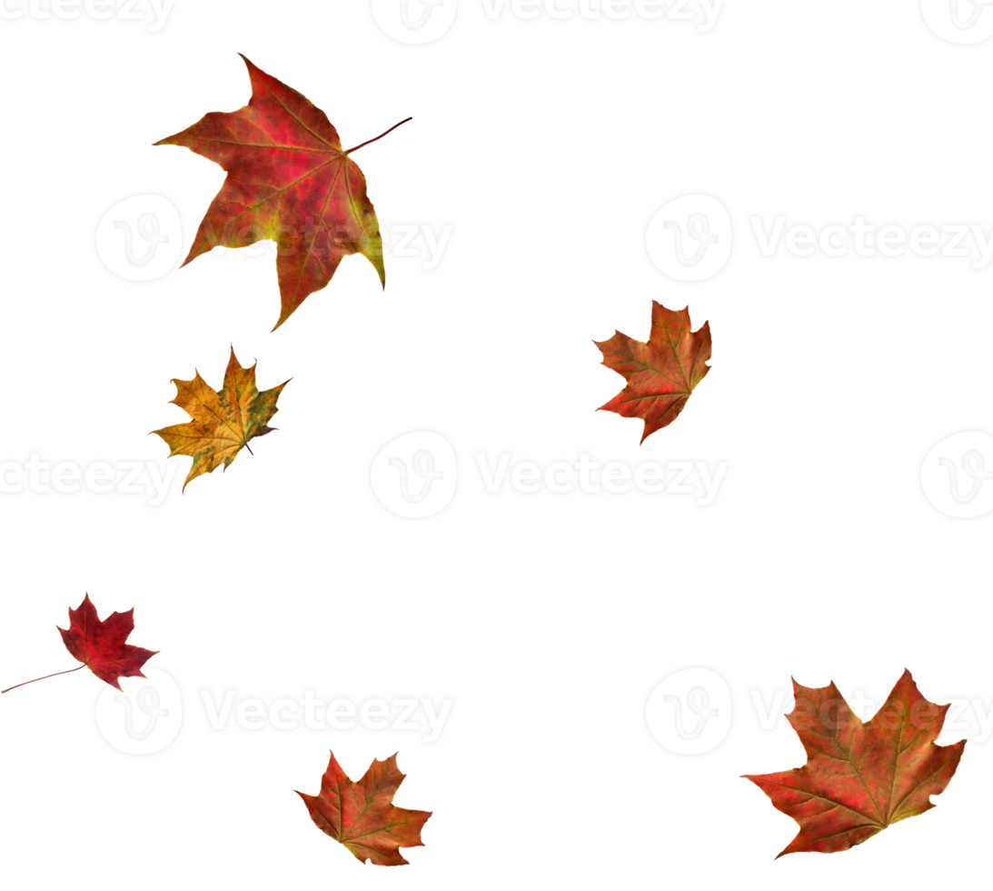 Digital paper with maple leaves. png