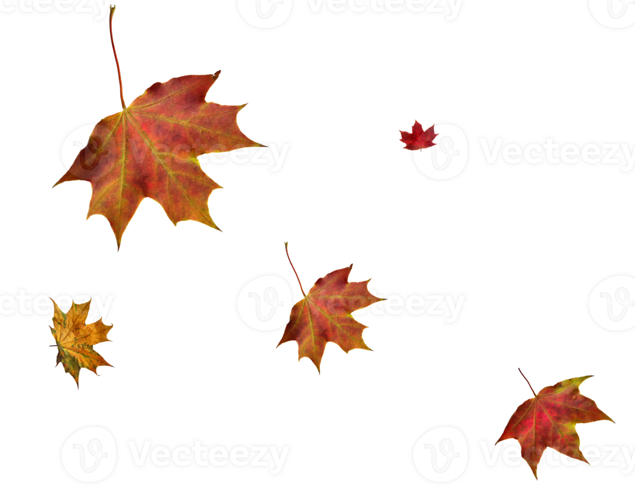 Digital paper with maple leaves. png