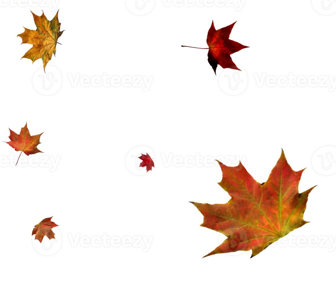 Digital paper with flying maple leaves. png