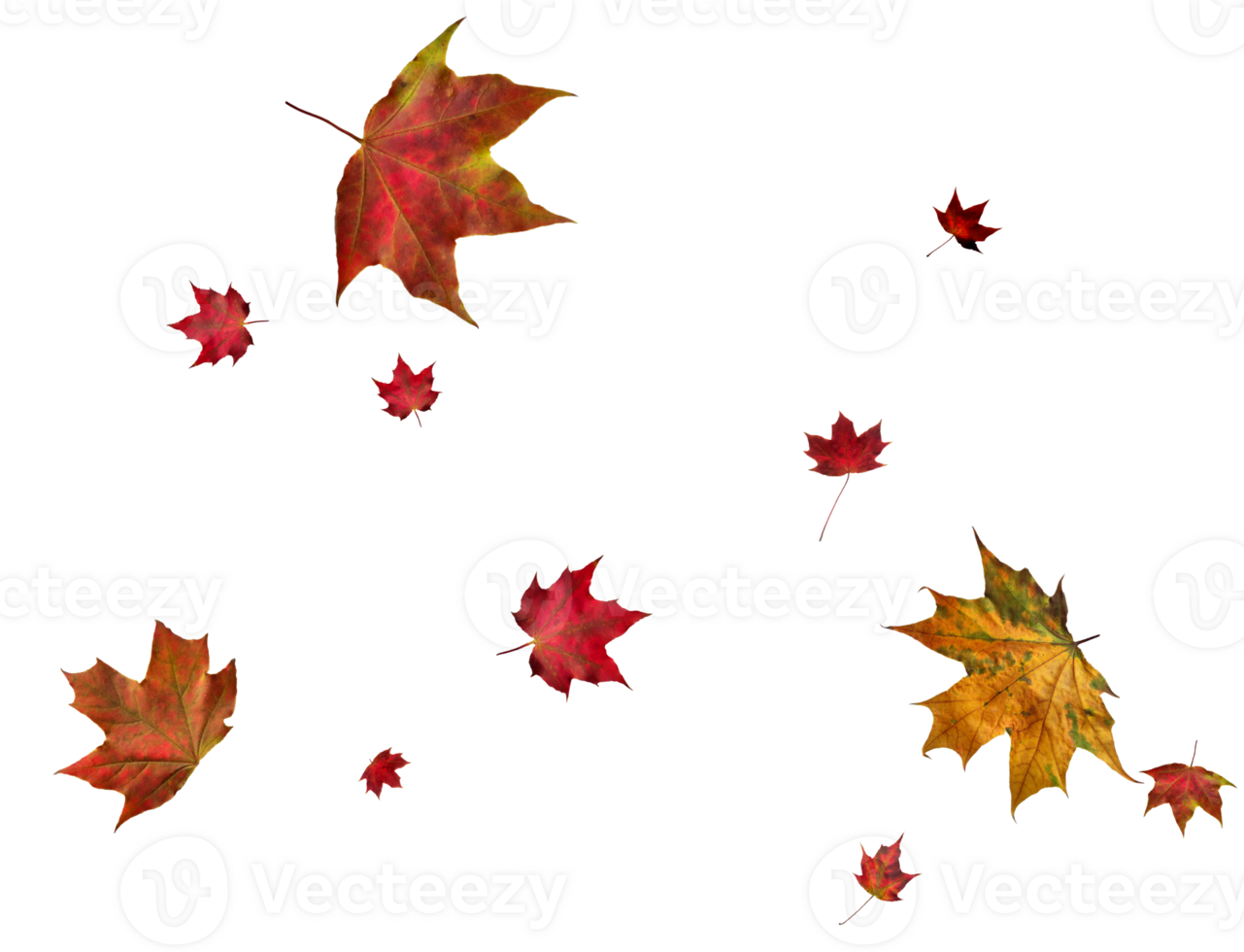 Digital paper with autumn maple leaves. png