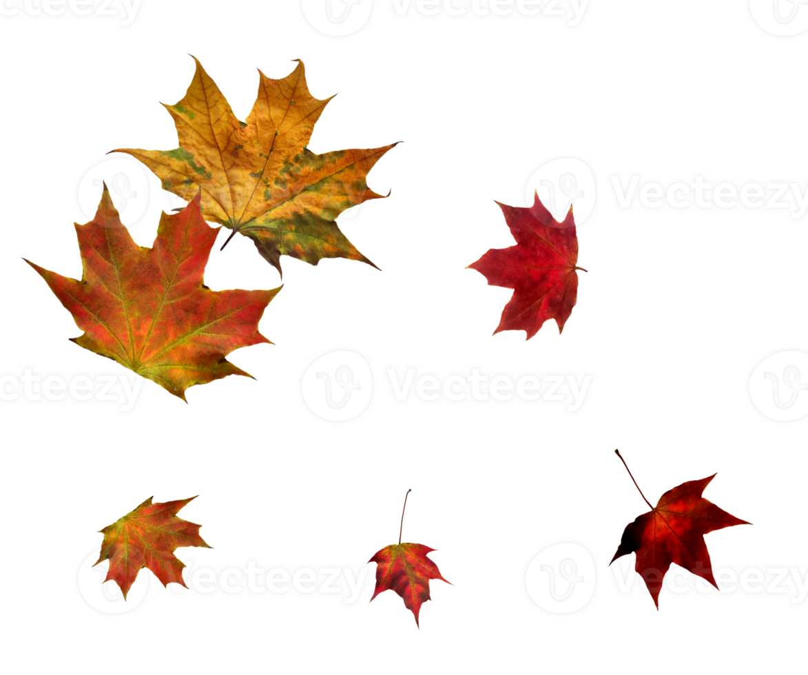 Digital paper with flying maple leaves. png