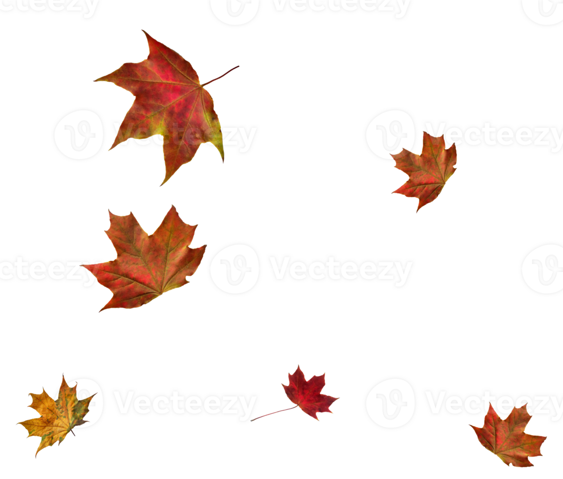 Digital paper with flying maple leaves. png