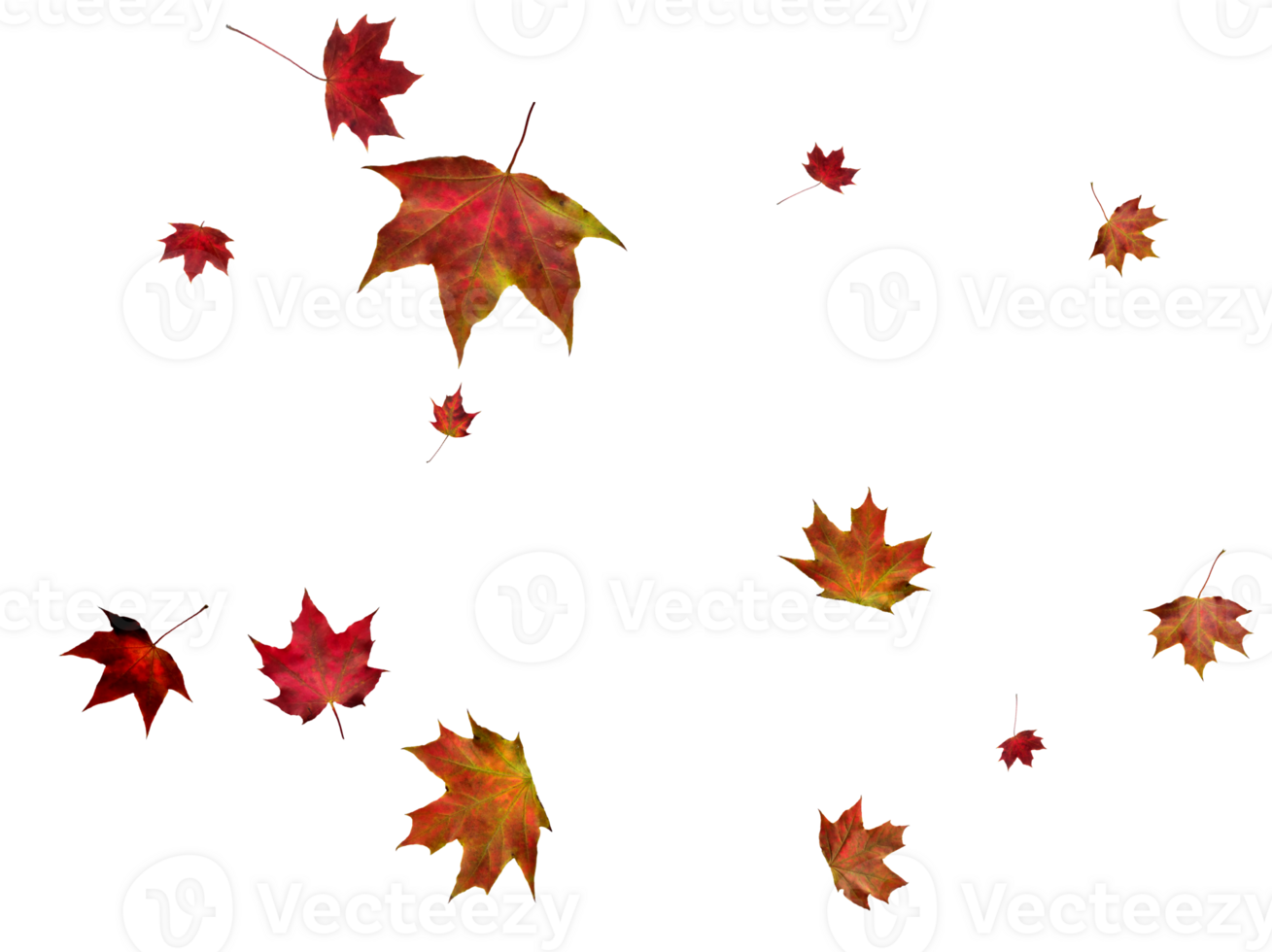 Digital paper with autumn maple leaves. png