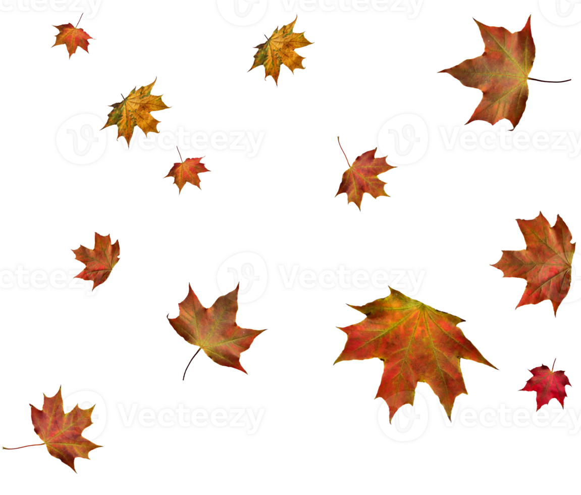 Digital paper with autumn maple leaves. png