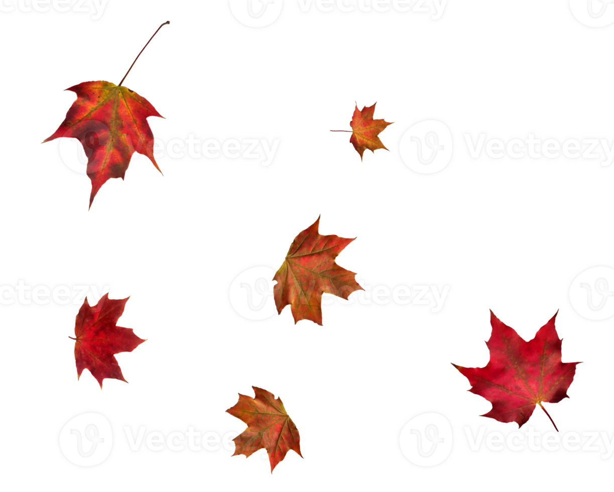 Digital paper with flying maple leaves. png