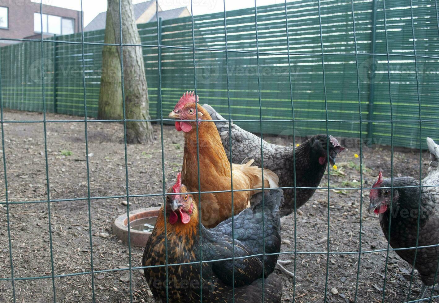multi-colored chickens are waiting for feeding behind the fence, egg-laying hen photo