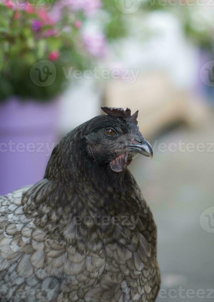 portrait of a gray hen with a small scallop close up, the hen looks straight into the eyes photo