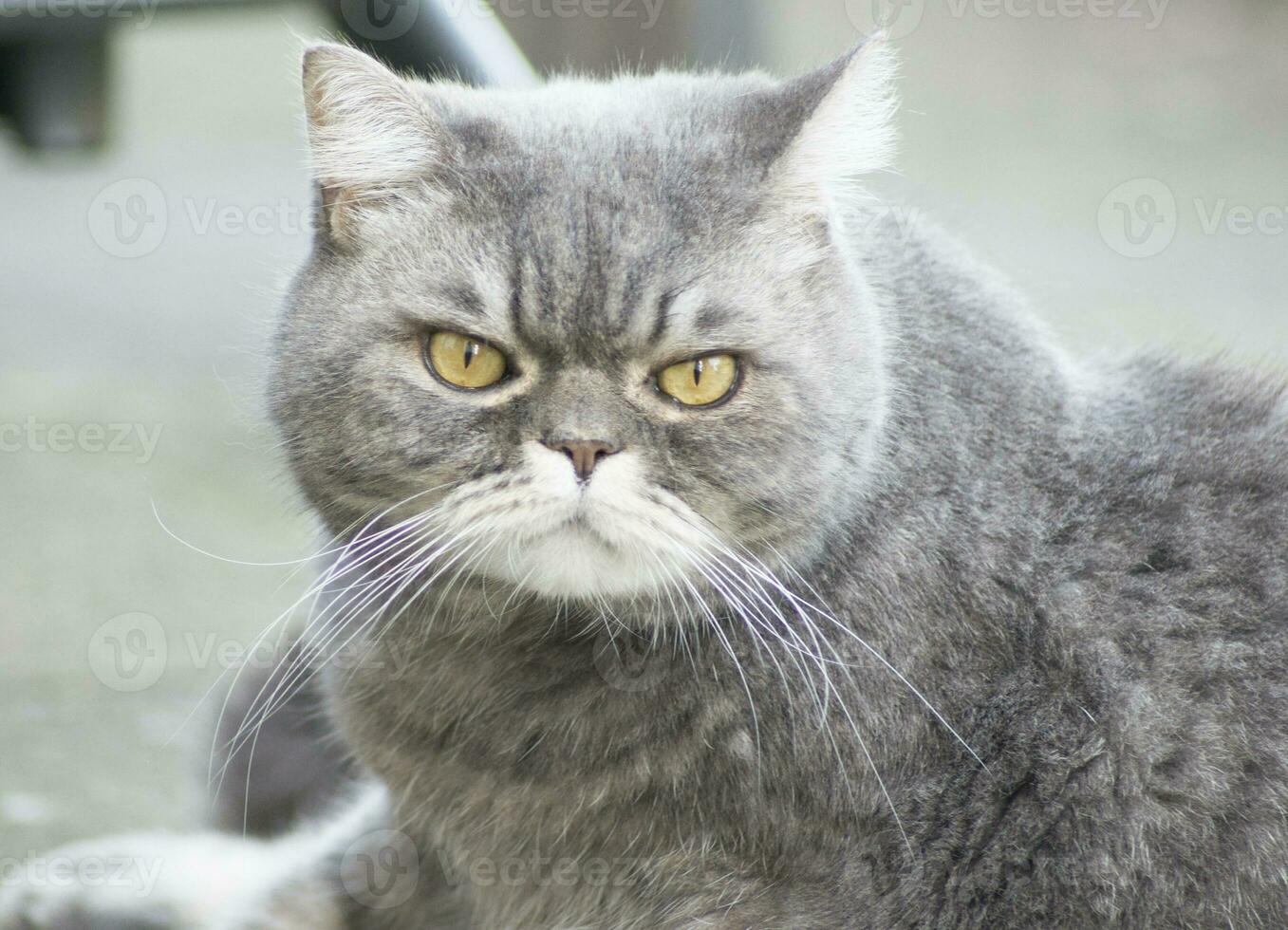 beautiful gray british cat walks on the green lawn, free walk of a pet in the garden, freedom concept photo