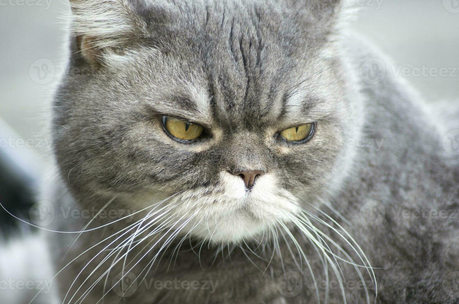 hermosa gris británico gato camina en el verde césped, gratis caminar de un mascota en el jardín, libertad concepto foto