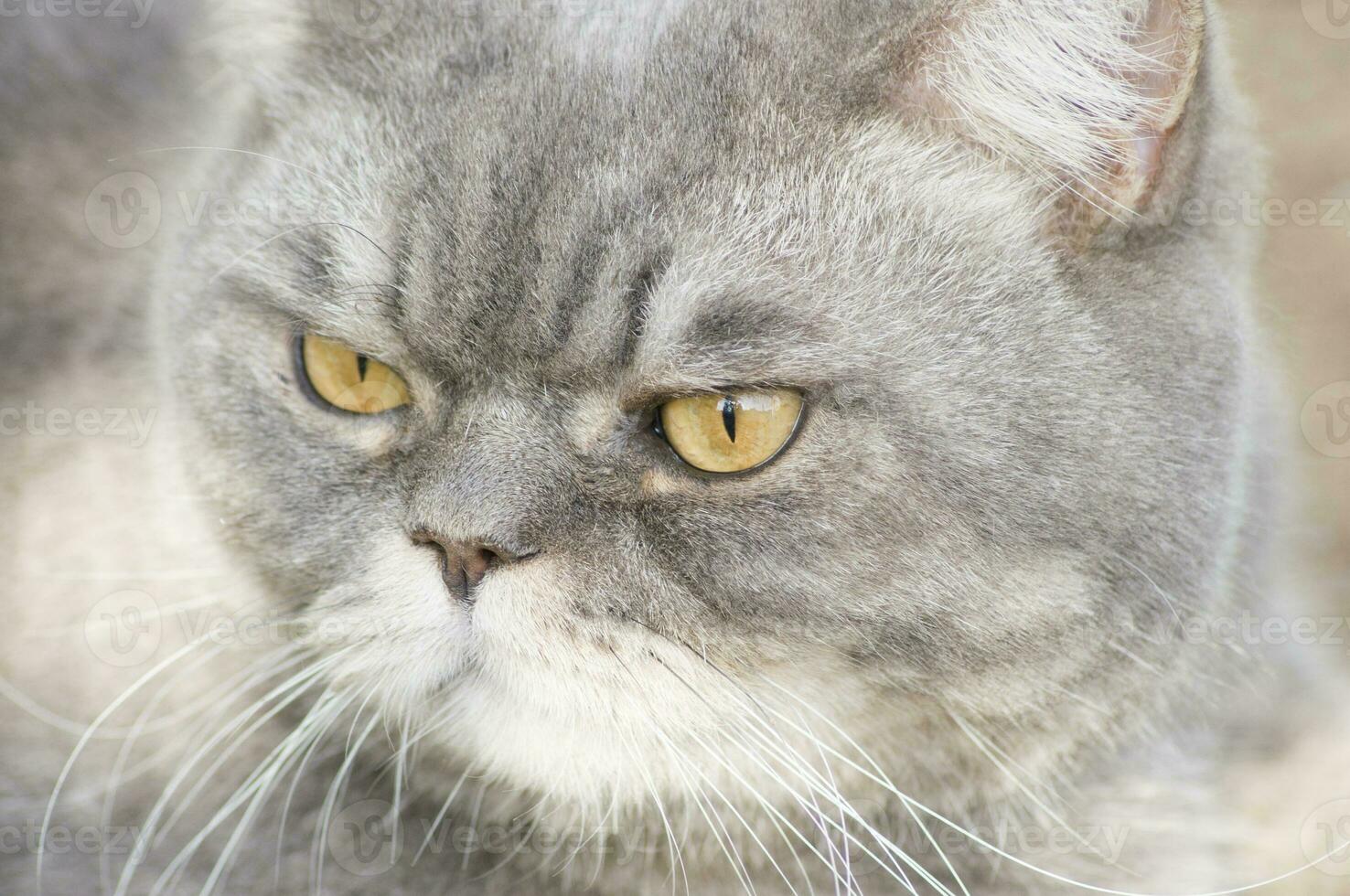 de cerca retrato de un triste gris británico gato con amarillo ojos, favorito mascota foto