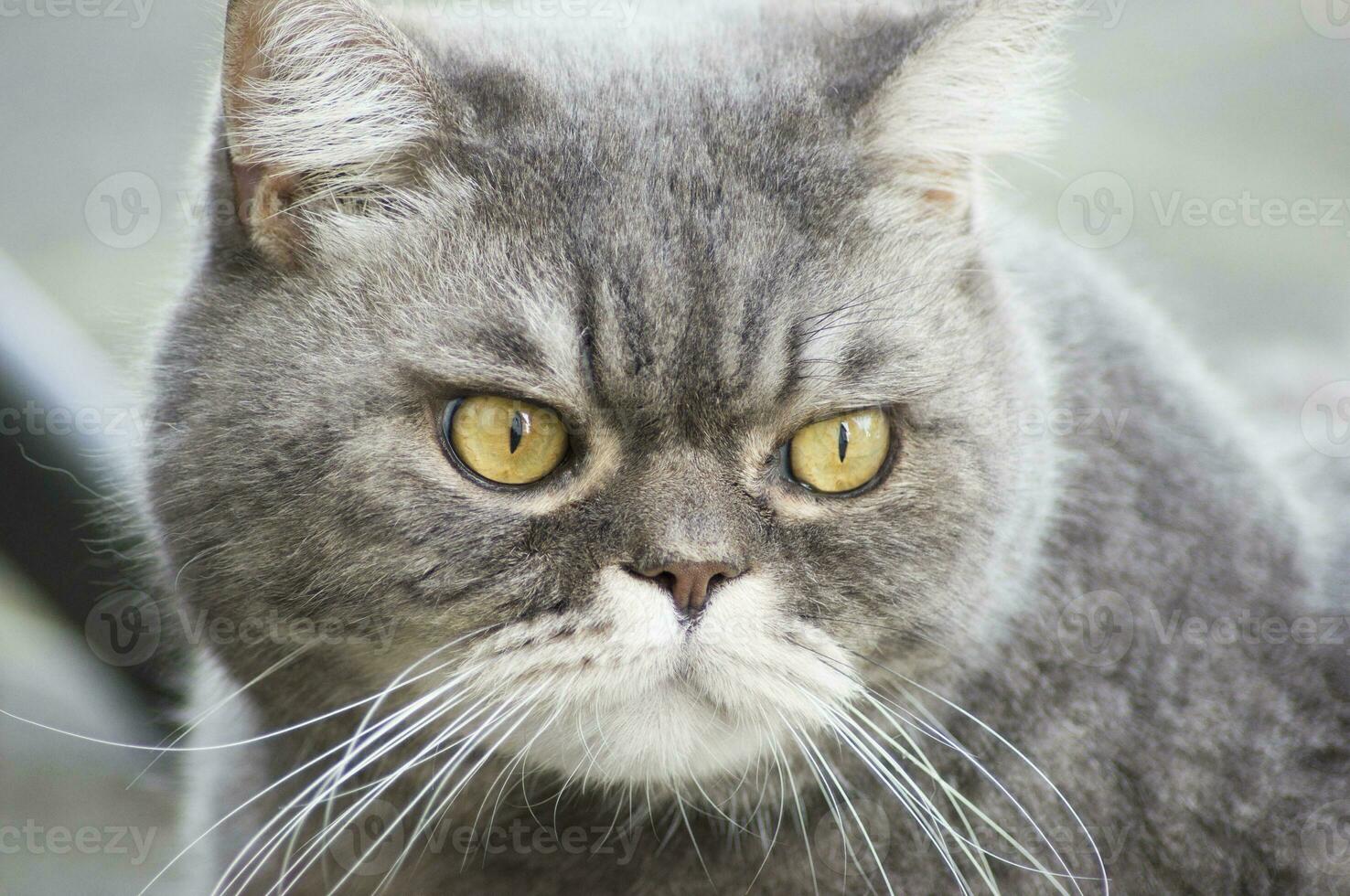 beautiful gray british cat walks on the green lawn, free walk of a pet in the garden, freedom concept photo