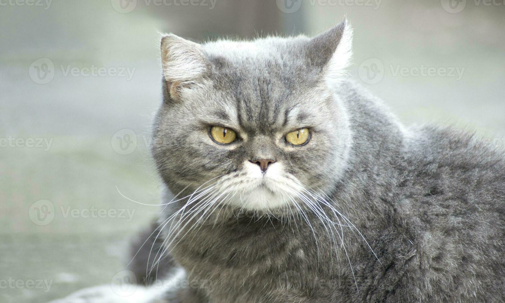 hermosa gris británico gato camina en el verde césped, gratis caminar de un mascota en el jardín, libertad concepto foto