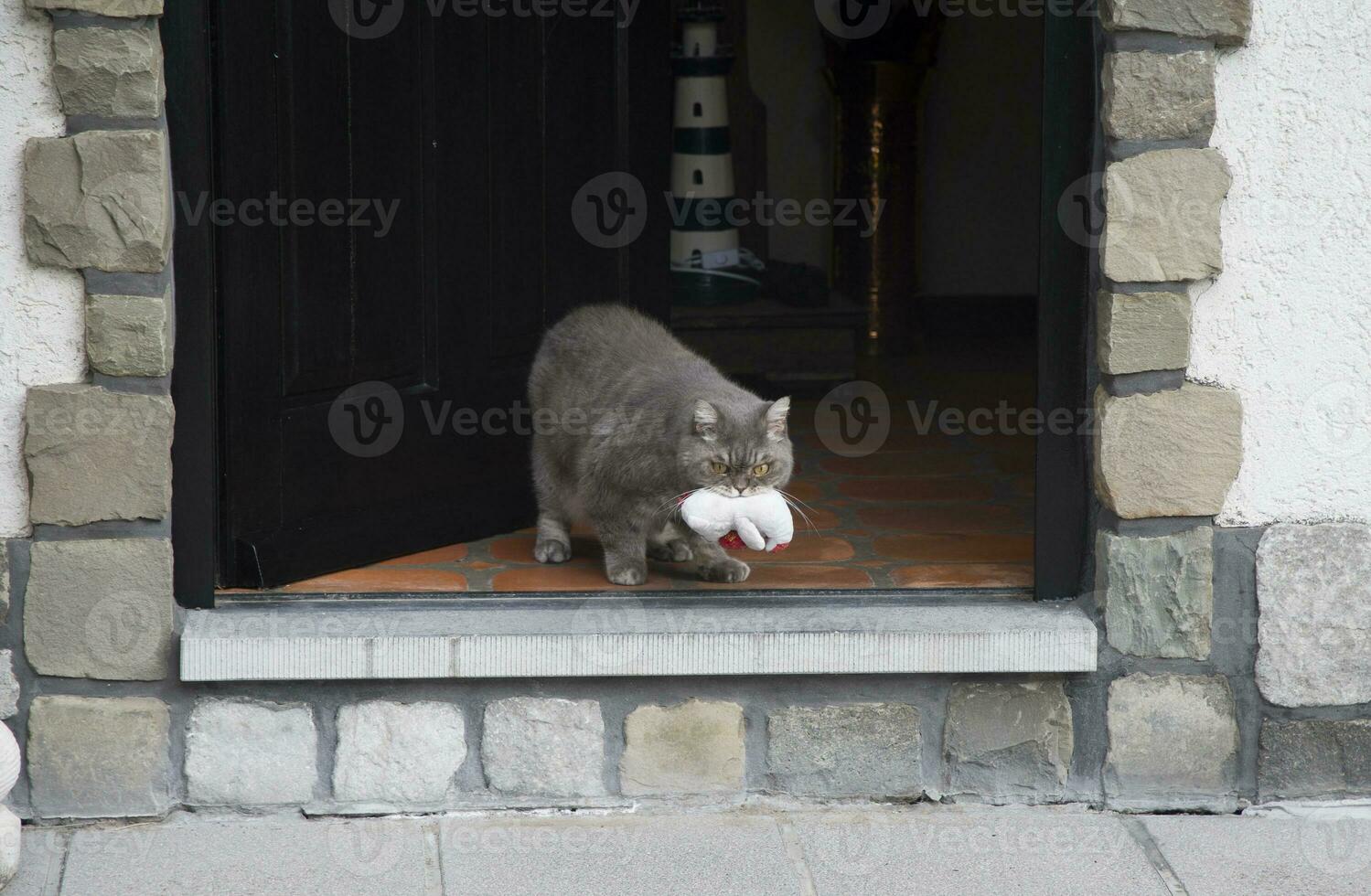 a gray cat carries in his teeth his favorite toy pet polar bear cub photo