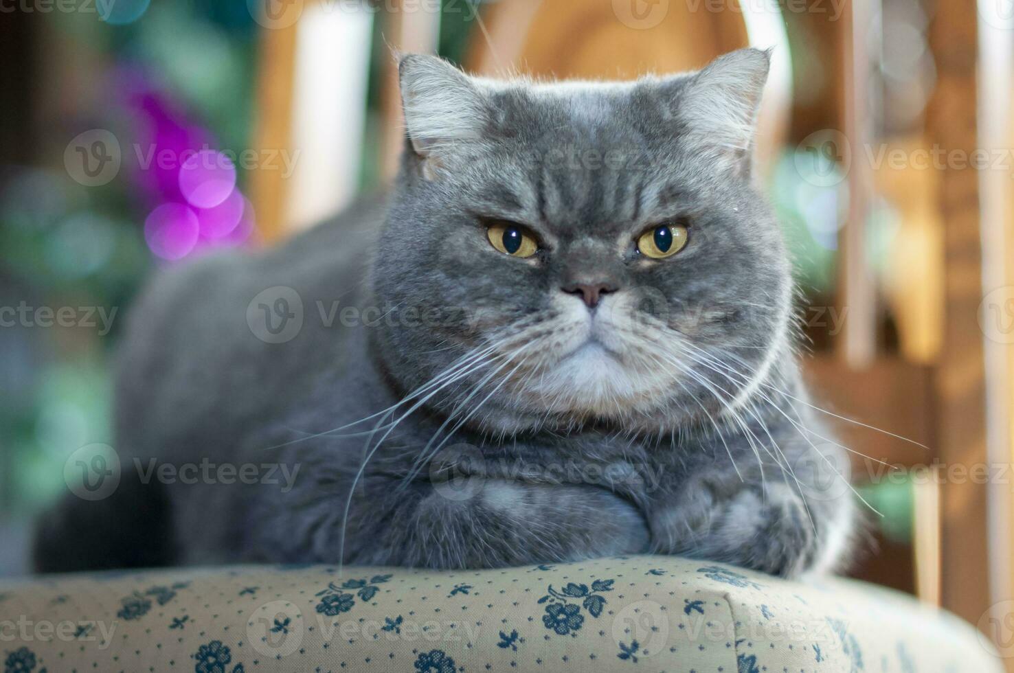 grey tabby british shorthair cat portrait looking serious or angry on christmas tree background photo