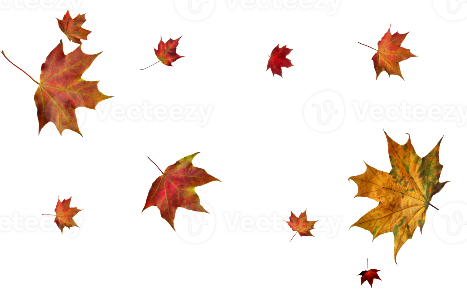 Digital paper with autumn maple leaves. png