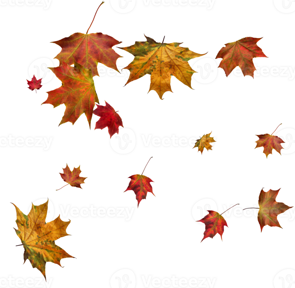 Digital paper with autumn maple leaves. png