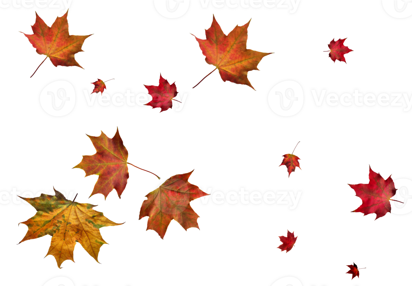 Digital paper with autumn maple leaves. png